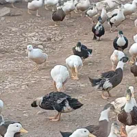 ۲۲۵۰ اردک پکنی|حیوانات مزرعه|امامزاده عبدالله, |دیوار