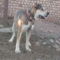 ماده طلا فروشی