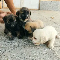 واگذاری توله سگ پاگ و شیتزو|سگ|زرند, |دیوار