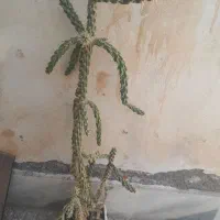 حراج حراج انواع گل