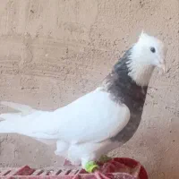 کبوتر طوقی