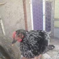 مرغ و خروس|حیوانات مزرعه|قم, بنیاد|دیوار