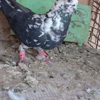 کفتر مقبول|پرنده|شاندیز, |دیوار