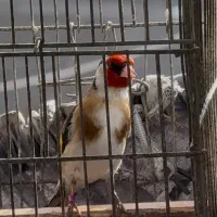 سهره نر چهارگل خطی کرواتی گل قفل