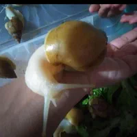 حلزون اچاتینا گوشت سفید