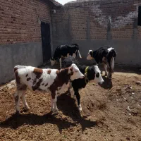 چهار عدد گوساله سیمینتال درجه یک