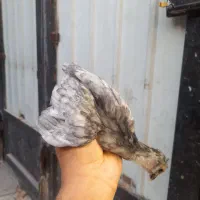 ۱۰ تا نیمچه گلین ۲ ماهه|حیوانات مزرعه|ساوه, |دیوار