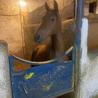 کره اسب کرد ۷ ماهه|اسب و تجهیزات اسب‌سواری|جوین, |دیوار