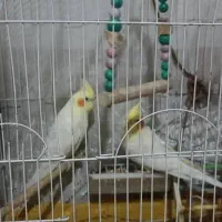 عروس هلندی|پرنده|شیراز, نصرآباد|دیوار