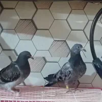 کبوتر مسافتی