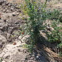 زمین باغی پویینک قرچک(سند تک برگ)|فروش زمین و ملک کلنگی|قرچک, پویینک|دیوار