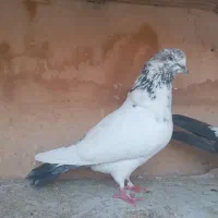 کفتر پرشی|پرنده|قم, نیروگاه|دیوار