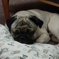 سگ نژاد پاگ|سگ|تهران, توحید|دیوار