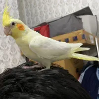 عروس هلندی مولد|پرنده|شهریار, شهریار|دیوار