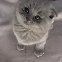 اسکاتیش لیلاک