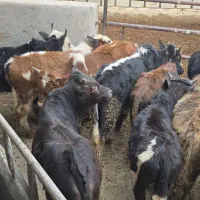 گوساله گیلدورگ در وزن ۱۰۰ و ۱۵۰ کیلو|حیوانات مزرعه|پیشوا, |دیوار