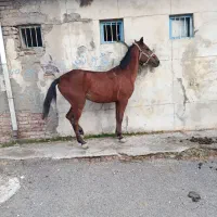 اسب|اسب و تجهیزات اسب‌سواری|شبستر, |دیوار