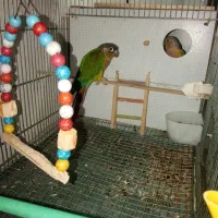 گیرینچیک مولد.|پرنده|بروجرد, |دیوار