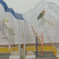 طوطی عروس و برزیلی آواز خوان بفروش میرسد