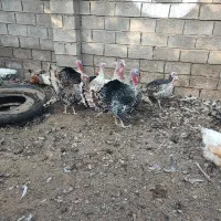 بوقلمون|حیوانات مزرعه|زیرکوه, |دیوار