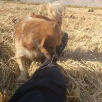 سگ پاکوتاه زرد.