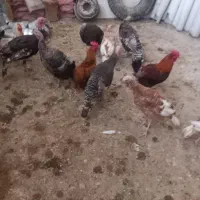 خروس و بوقلمون