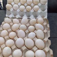تخم اردک پکنی نطفه دار