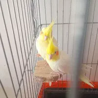 سلام یک جفت عروس هلندی نر و ماده به فروش می‌رسد|پرنده|اسلام‌‌آباد غرب, |دیوار