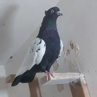 سینه سیاه ماده|پرنده|اصفهان, کوی امیریه|دیوار