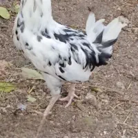 خروس گلین|حیوانات مزرعه|مشگین شهر, |دیوار