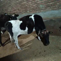 دوتاگاوحامله