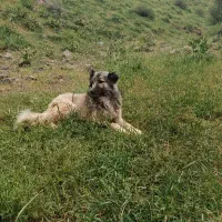 سگ گله|سگ|سنندج, |دیوار