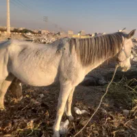 مادیان کرد|اسب و تجهیزات اسب‌سواری|ماهدشت, |دیوار