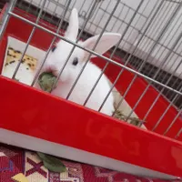 خرگوش با قفس