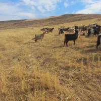 ۱۰عدد بزجوان مال ی حیاط|حیوانات مزرعه|اهر, |دیوار