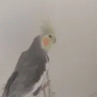 عروس هلندی نر