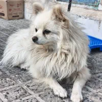 سگ پامرانین