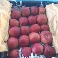 سیب درختی نیشابور شهر بار درجه یک