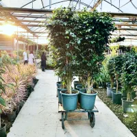 واگذاری دامنه سایت گلخانه