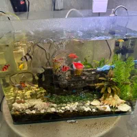 آکواریوم با ماهی|ماهی|بندرعباس, |دیوار