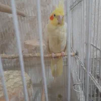 عروس هلندی سخنگومولد|پرنده|تهران, امام زاده عبدالله|دیوار