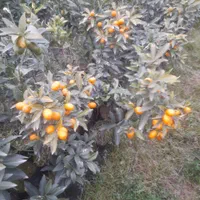 نهال کامکوآت ۲ الی ۳ ساله مناسب خانه و باغچه|گل و گیاه طبیعی|کرج, شهرک سهرابیه|دیوار