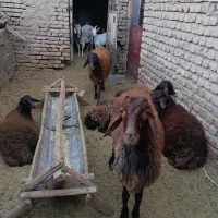 بره قوچ همو وزن حدود شصت کیلو|حیوانات مزرعه|میان جلگه, |دیوار