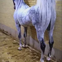 کره نریان سه ساله بشدت سرو دم گیر