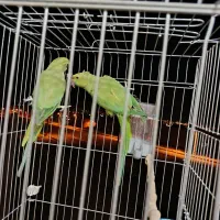 شاه طوطی|پرنده|شاهرود, |دیوار