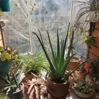 خدمات گیاهان آپارتمانی و باغچه