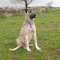 توله همه چی تمام