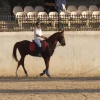 اسب پرشی|اسب و تجهیزات اسبسواری|ری, شهید بهشتی|دیوار