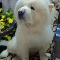 سگ چاوچاو|سگ|ساری, |دیوار