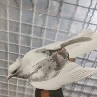 کبوتر یکت کاکلی نر|پرنده|ماهدشت, |دیوار